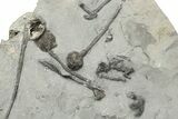 Plate of Silurian Cystoid (Caryocrinites) Fossils - New York #232153-1